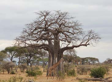 5 days safari