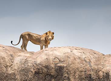 6 days safari to migration safaris