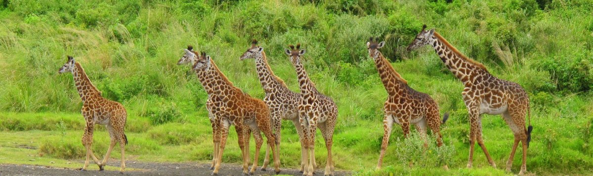 Arusha-National-Park-giraffes