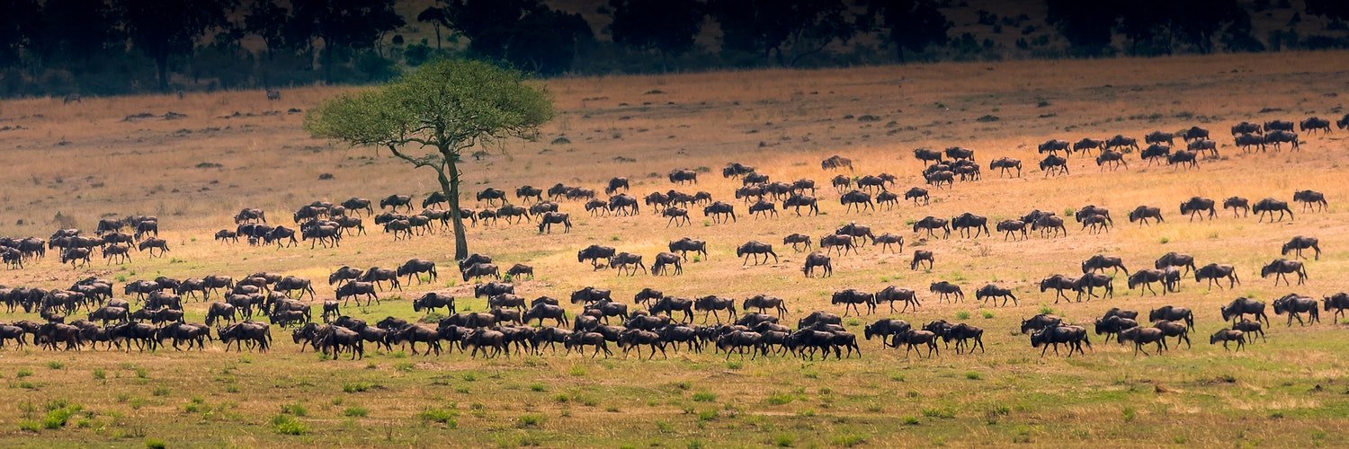Great_migration