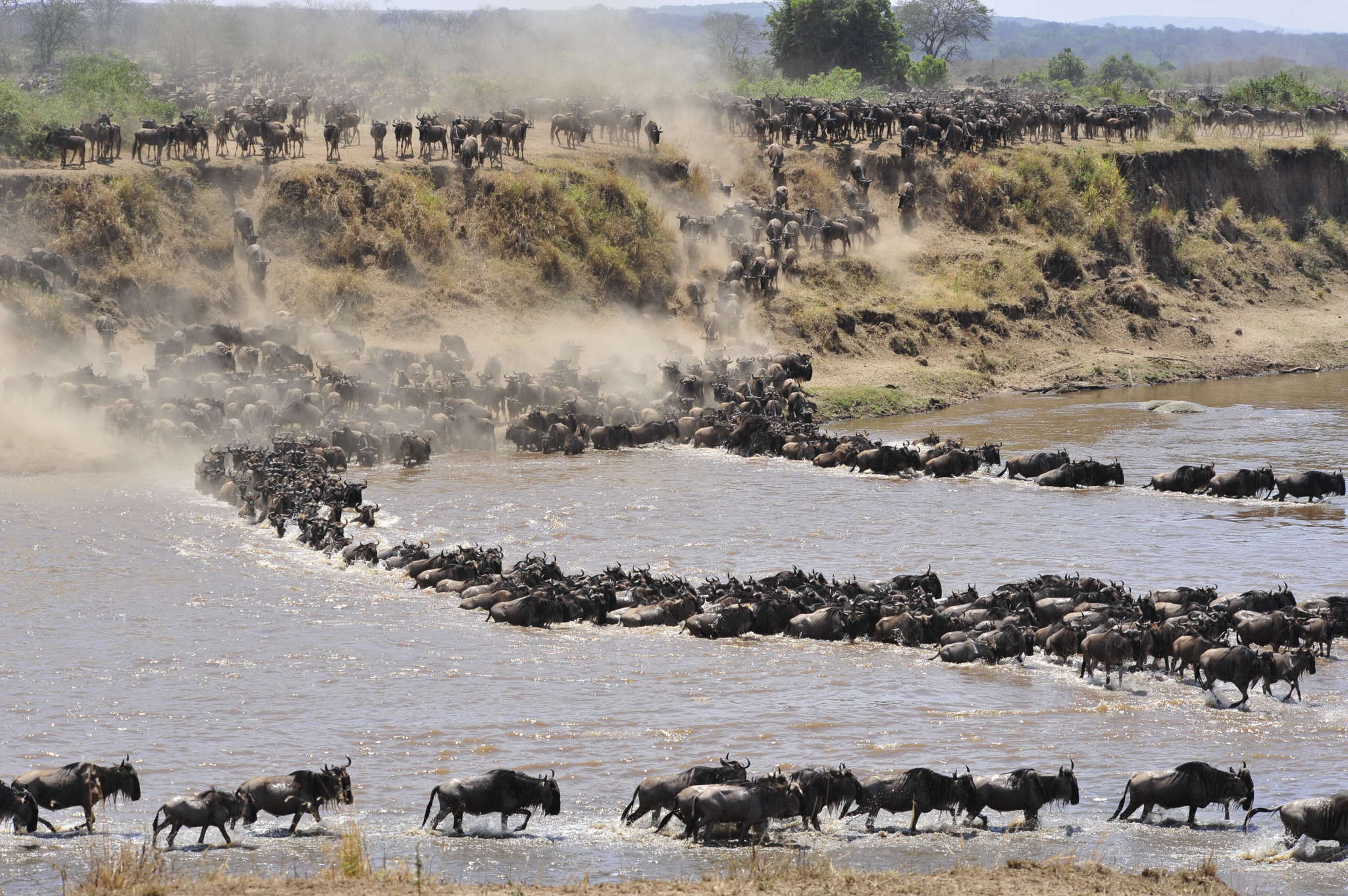 Serengeti-Migration