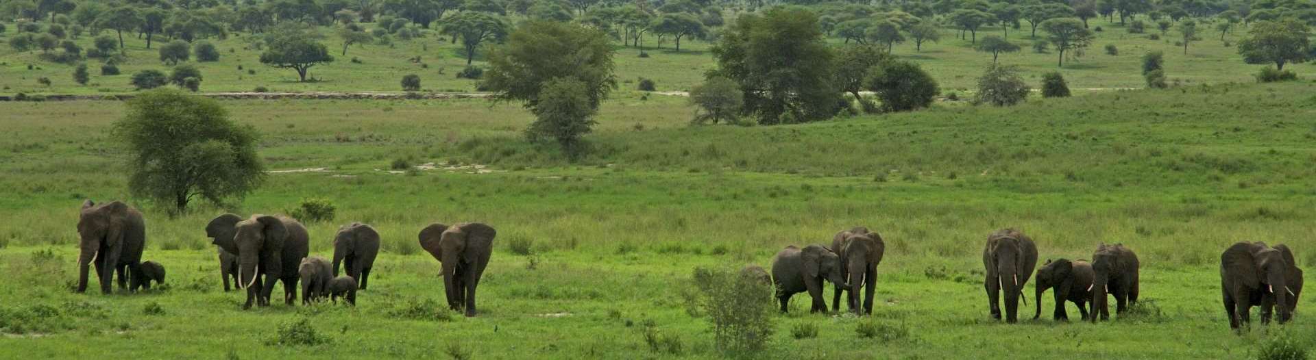 Tarangire National Park