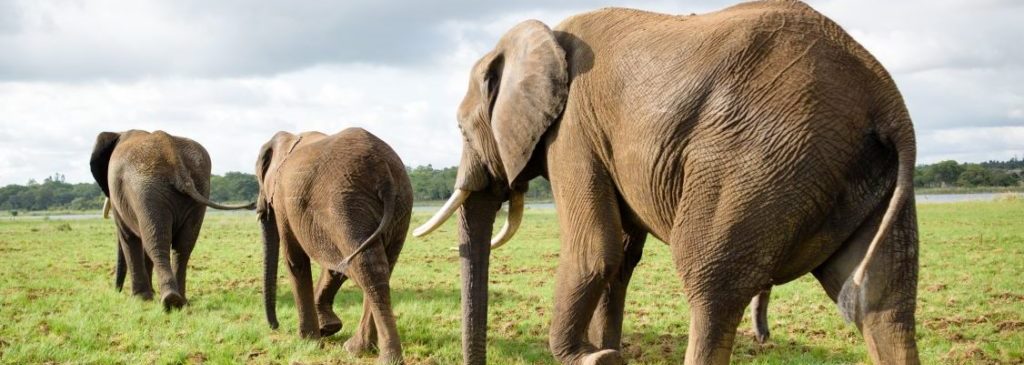 Tarangire-Safari-Tanzania-Elephants