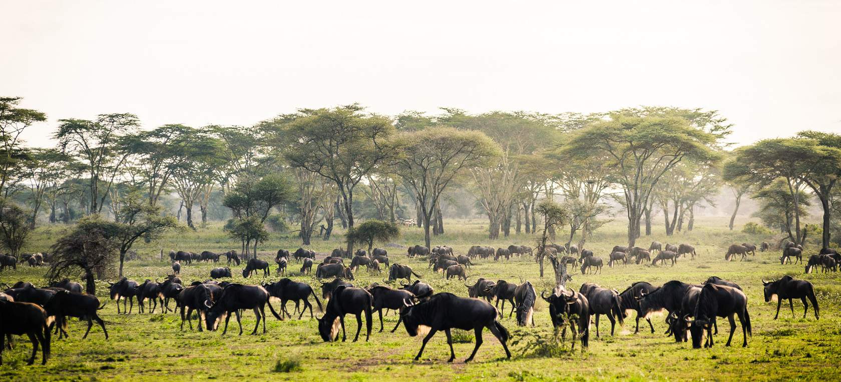 great migration safaris