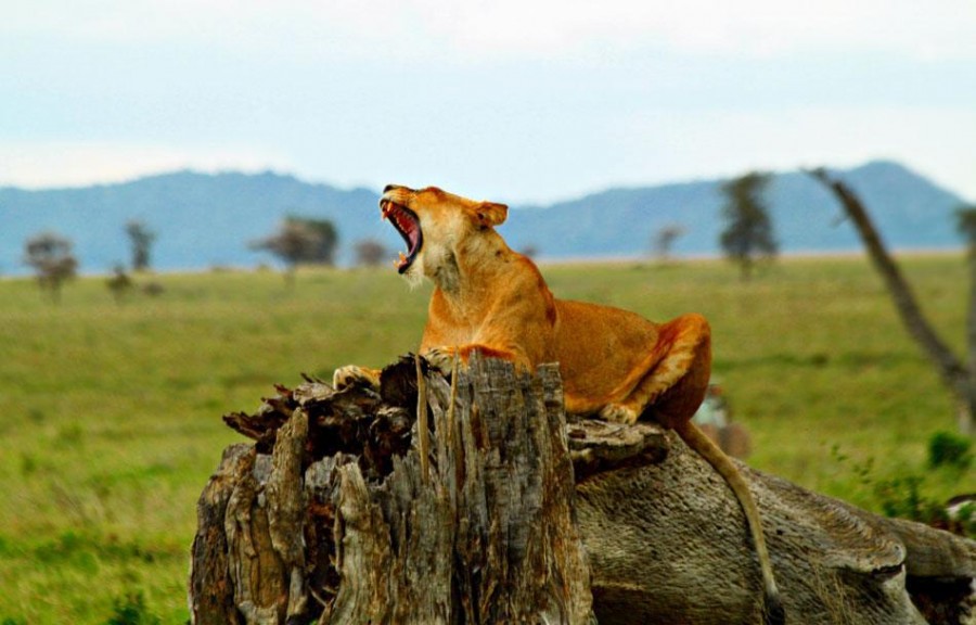 lioness-roars-in-ngorongoro-crater