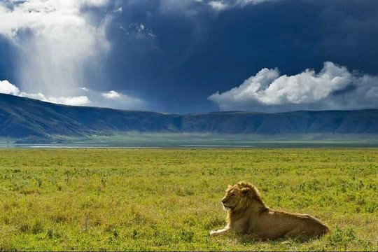 ngorongoro crater simba