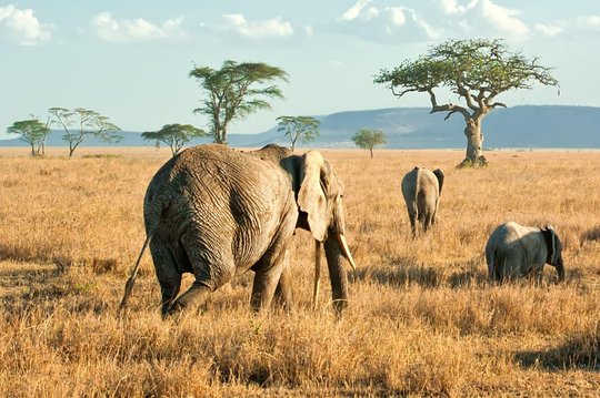 ngorongoro-crater-wildlife-