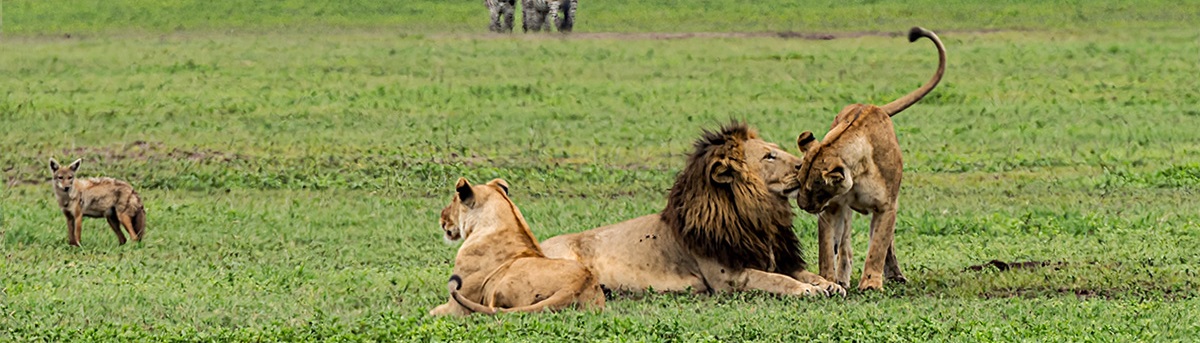 ngorongoro-crater-wildlife