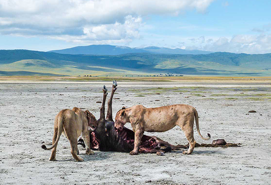 ngorongoro simba