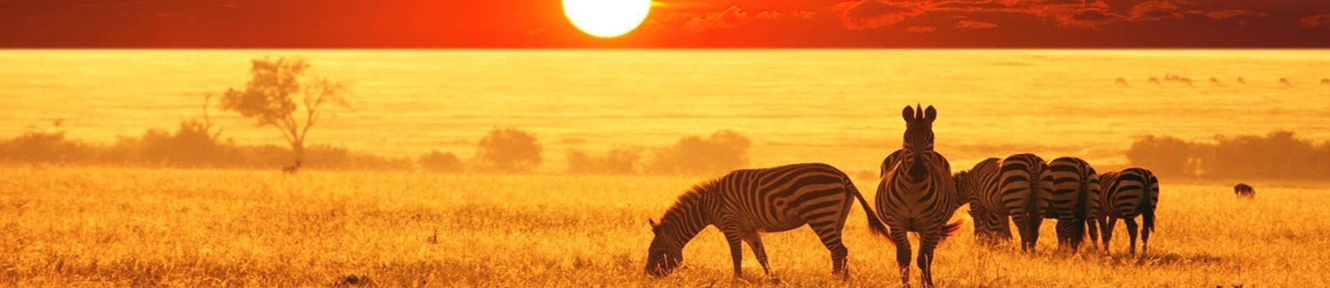 safarizebra