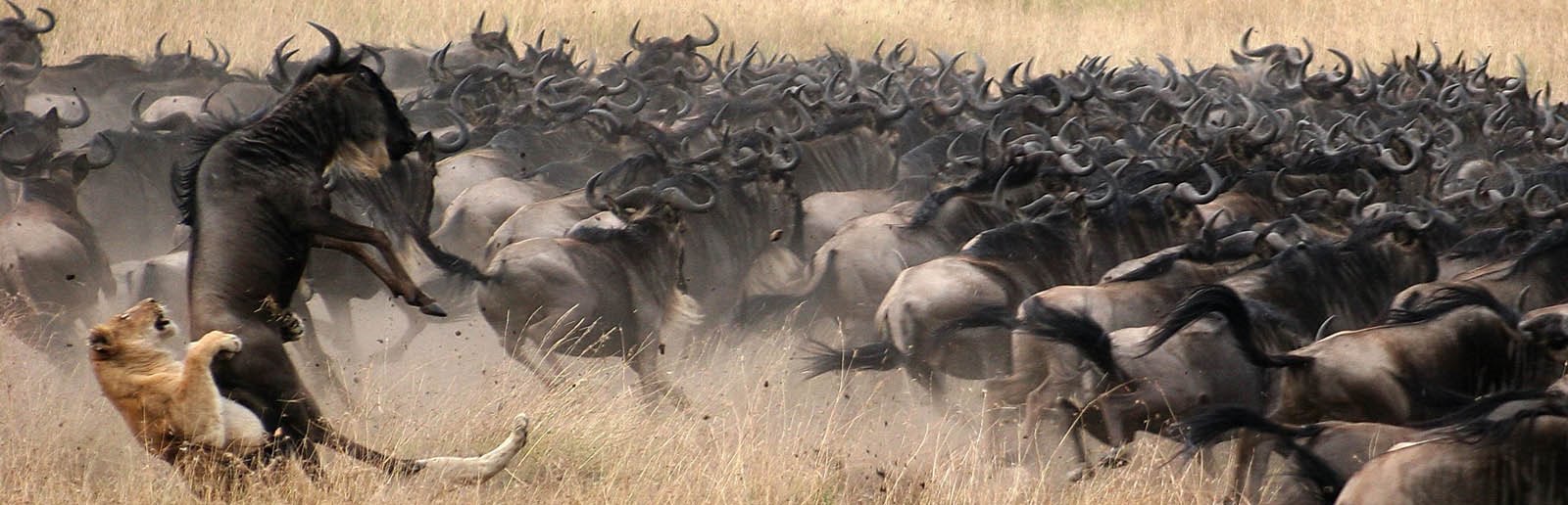 the-great-wildebeest-migration-lions